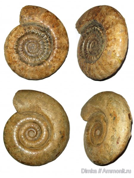 юра, нижний келловей, келловей, Indosphinctes mutatus, Indosphinctes, Никитино, Choffatia, Perisphinctidae, Callovian, Jurassic, Middle Jurassic, Lower Callovian