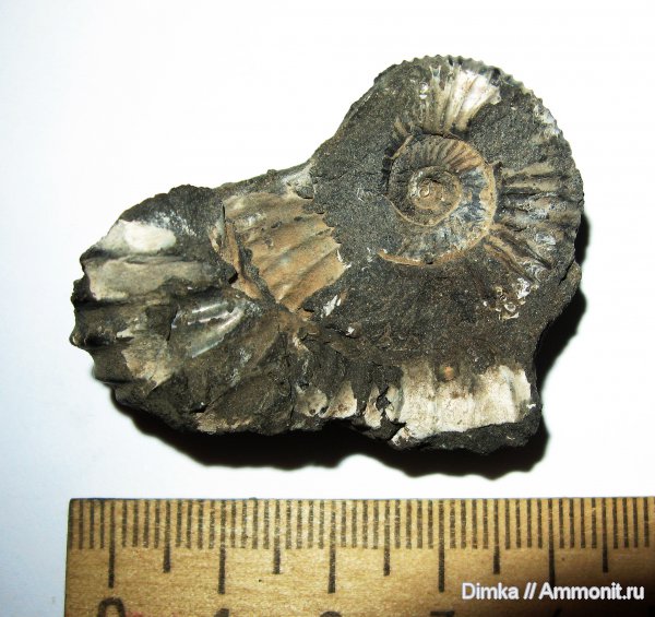 юра, кимеридж, Кимры, нижний кимеридж, Crussoliceras, Kimmeridgian, Jurassic, Upper Jurassic