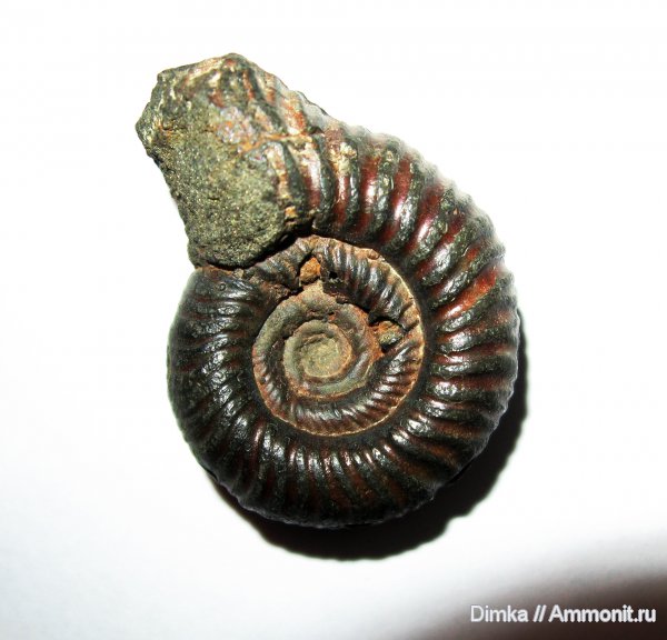 юра, Ундоры, кимеридж, нижний кимеридж, Crussoliceras, Kimmeridgian, Jurassic, Upper Jurassic