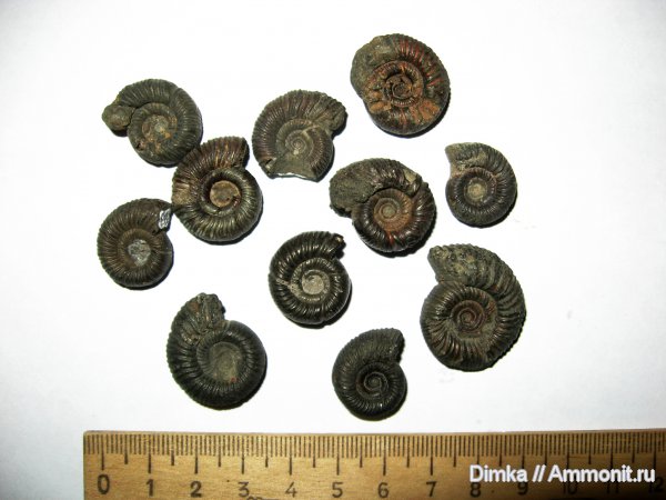 юра, Ундоры, кимеридж, нижний кимеридж, Crussoliceras, Kimmeridgian, Jurassic, Upper Jurassic