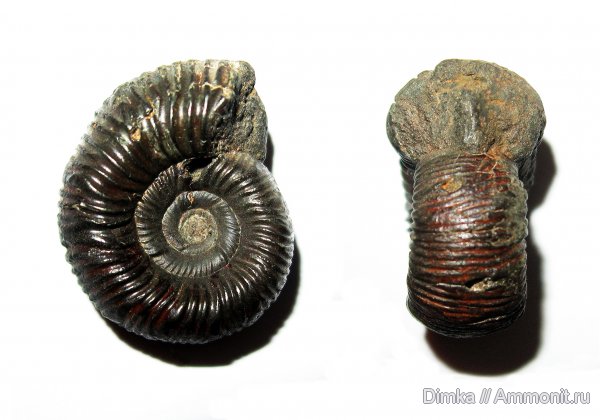 юра, Ундоры, кимеридж, нижний кимеридж, Crussoliceras, Kimmeridgian, Jurassic, Upper Jurassic