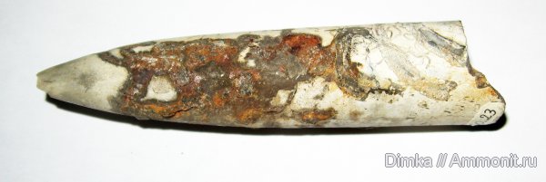 юра, оксфорд, нижний оксфорд, р. Унжа, Макарьев, Oxfordian, Lower Oxfordian, Jurassic