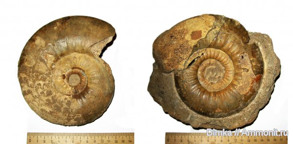 юра, нижний келловей, келловей, Homeoplanulites, Никитино, Anaplanulites, Callovian, Jurassic, Middle Jurassic, Lower Callovian