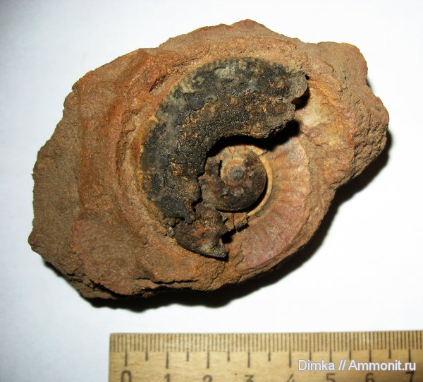 юра, келловей, Indosphinctes, Алпатьево, р. Ока, Callovian, Jurassic, Middle Jurassic