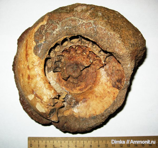 юра, Laugeites, Мостово-Василево, Laugeites stschurowskii, Epivirgatites nikitini, Dorsoplanitidae, Jurassic