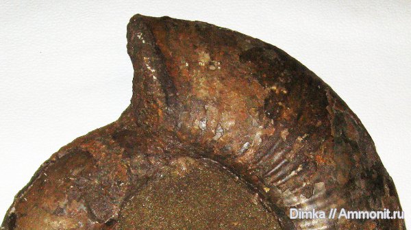 юра, Laugeites, Мостово-Василево, Laugeites aenivanovi, устье, зона Epivirgatites nikitini, Jurassic