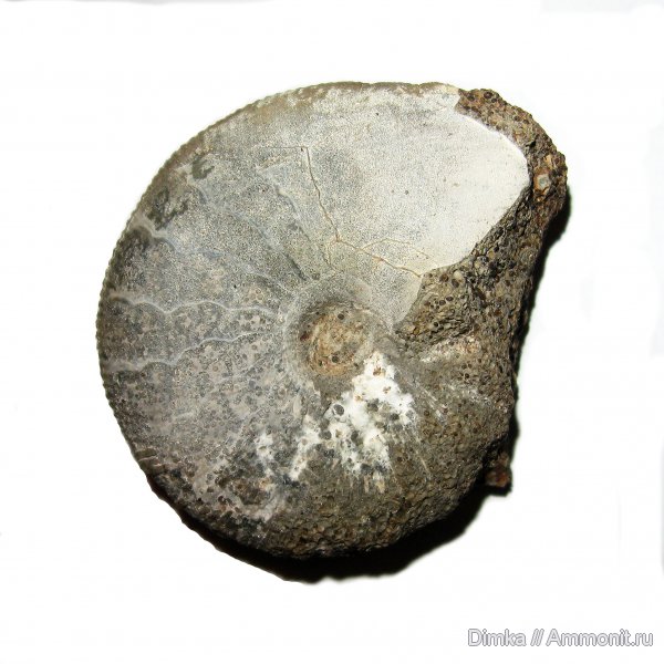 юра, Kosmoceras, нижний келловей, келловей, Никитино, Kosmoceras enodatum, лопастные линии, Callovian, Jurassic, Middle Jurassic, Lower Callovian