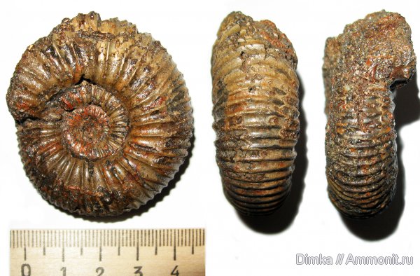 юра, волжский ярус, Epivirgatites, Мостово-Василево, Epivirgatites variabilis, Volgian, Jurassic