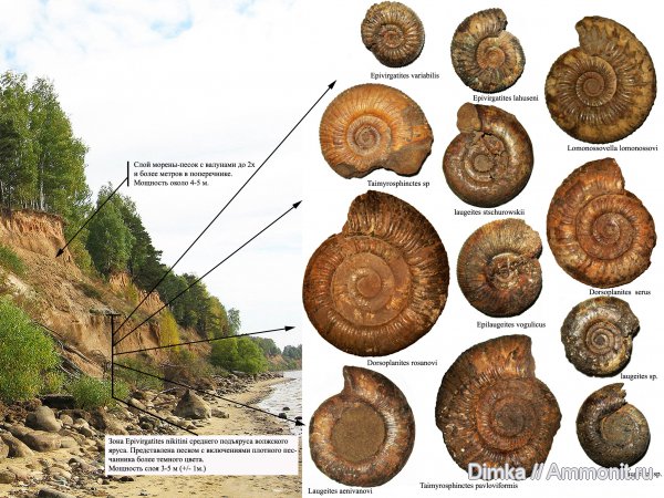 юра, Laugeites, Мостово-Василево, Dorsoplanites serus, Laugeites stschurowskii, Lomonossovella lomonossovi, Epivirgatites nikitini, Taimyrosphinctes, Глебово, Epilaugeites vogulicus, Dorsoplanites rosanovi, Taimyrosphinctes pavloviformis, Стратиграфия в картинках, Dorsoplanitidae, Jurassic