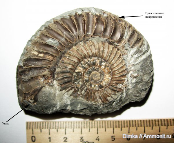 юра, бат, байос, Карачаево-Черкессия, прижизненные повреждения, ушки, Parkinsonia, устье, Microconchs, lappets, Bathonian, Bajocian, Jurassic