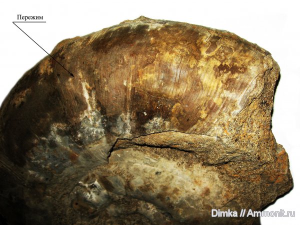 юра, келловей, Indosphinctes mutatus, Indosphinctes, Никитино, устье, Callovian, Jurassic, Middle Jurassic