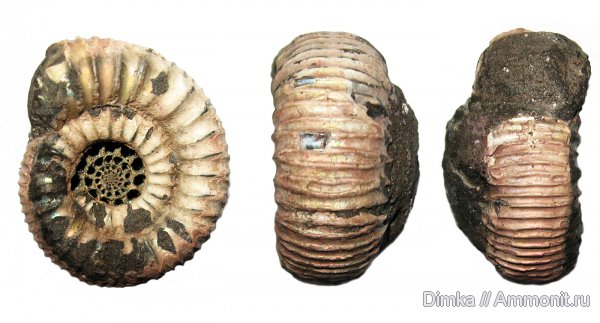 аммониты, юра, кимеридж, Кимры, Ammonites, Crussoliceras, Kimmeridgian, Jurassic, Upper Jurassic
