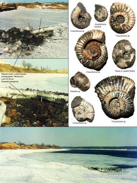 юра, Nautilus, Amoeboceras, кимеридж, Кимры, нижний кимеридж, Amoeboceras kitchini, Crussoliceras, Vineta, Vineta jaekeli, Kimmeridgian, Jurassic, Upper Jurassic