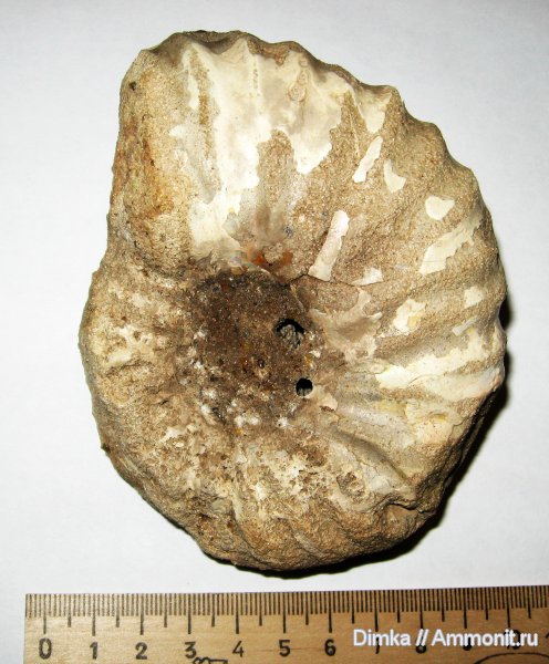 аммониты, мел, Спиридово, нижний альб, Arcthoplites, Ammonites, Arcthoplites gerassimovi, Cretaceous
