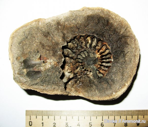 мел, Спиридово, Arcthoplites, альб, Albian, Cretaceous