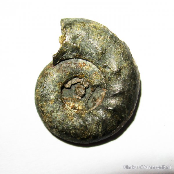 юра, Brightia, келловей, Никитино, верхний келловей, Callovian, Jurassic, Middle Jurassic