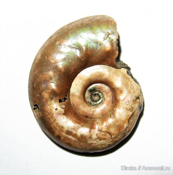 юра, Brightia, келловей, Никитино, верхний келловей, Brightia brightii, Callovian, Jurassic, Middle Jurassic