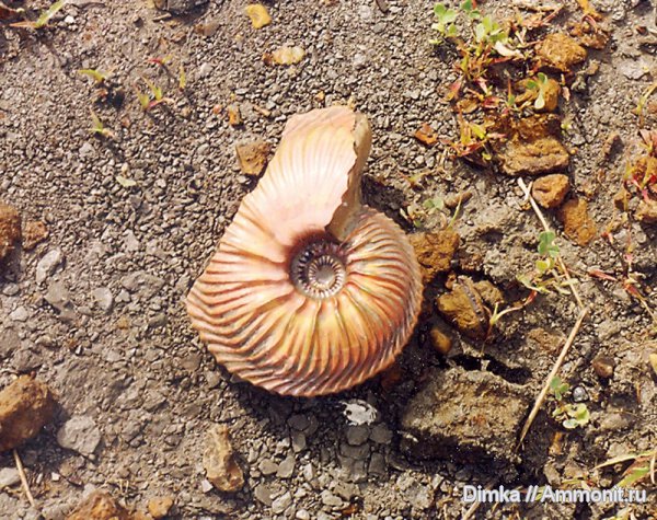 юра, Cardioceras, оксфорд, Никитино, нижний оксфорд, Cardioceras cordatum, Oxfordian, Lower Oxfordian, Jurassic