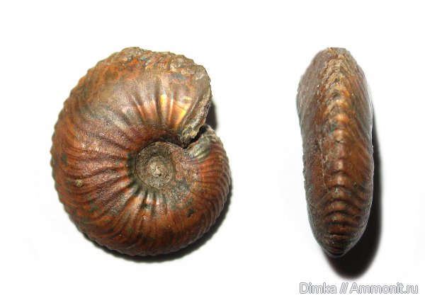 юра, келловей, Quenstedtoceras, Никитино, верхний келловей, Callovian, Jurassic, Middle Jurassic