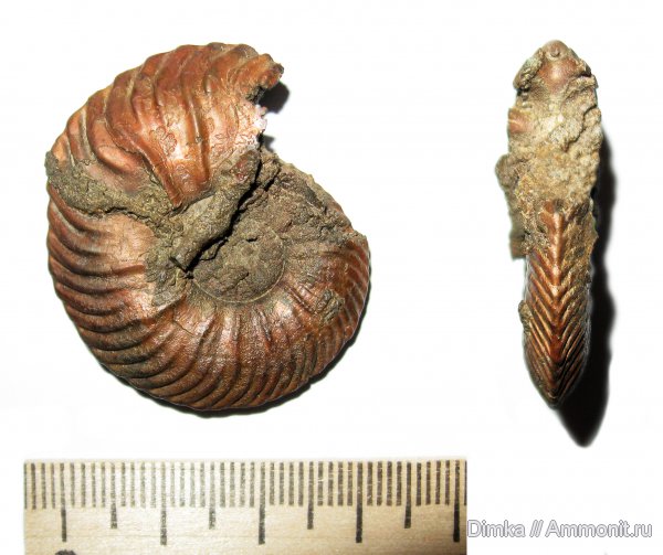 юра, келловей, Quenstedtoceras, Никитино, верхний келловей, Quenstedtoceras involutum, Callovian, Jurassic, Middle Jurassic