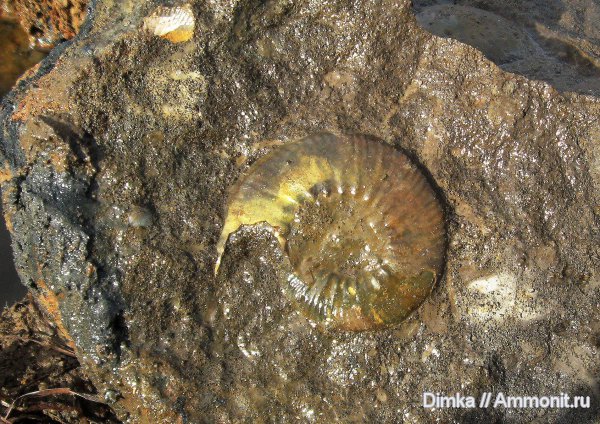 юра, Kosmoceras, нижний келловей, келловей, Никитино, Callovian, Jurassic, Middle Jurassic, Lower Callovian