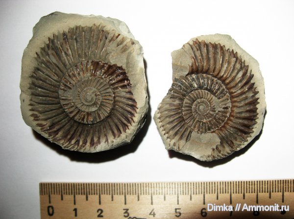 юра, бат, байос, Карачаево-Черкессия, Parkinsonia, Bathonian, Bajocian, Jurassic