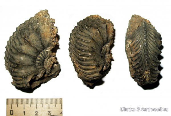 юра, Бронницы, Cardioceras, оксфорд, нижний оксфорд, Cardioceras percaelatum, Oxfordian, Lower Oxfordian, Jurassic