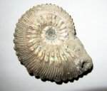 Kosmoceras