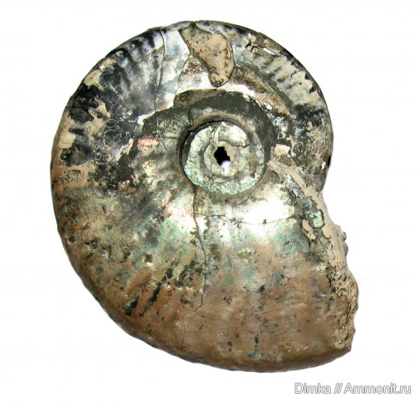 юра, Lunuloceras, келловей, Михайловцемент, Callovian, Jurassic, Middle Jurassic