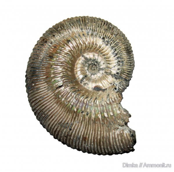 юра, Михайлов, Kosmoceras, келловей, Михайловцемент, верхний келловей, Kosmoceras phaeinum, Callovian, Jurassic, Middle Jurassic