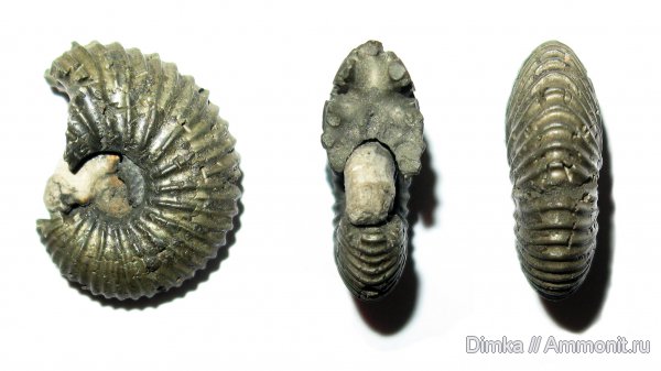 юра, келловей, Pseudocadoceras, верхний келловей, Кимры, Callovian, Jurassic, Middle Jurassic