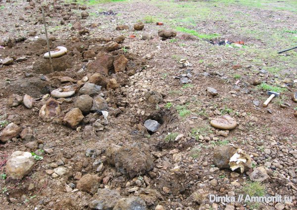 юра, нижний келловей, келловей, средний келловей, Indosphinctes, Никитино, р. Ока, Callovian, Jurassic, Middle Jurassic, Lower Callovian, Middle Callovian