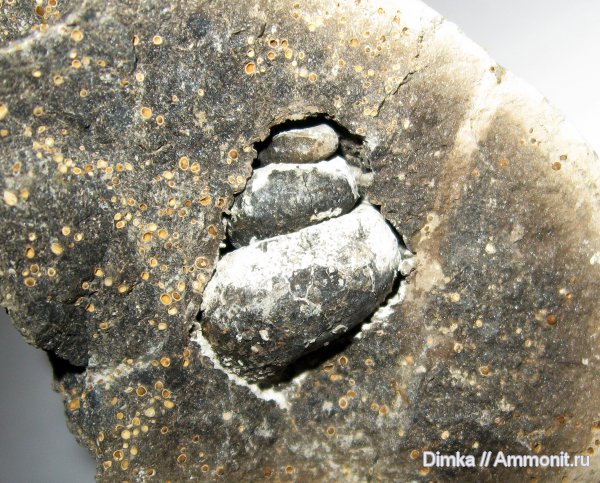 гастроподы, юра, келловей, верхний келловей, Спартак, Callovian, Jurassic, Middle Jurassic