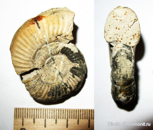 юра, келловей, верхний келловей, Perisphinctes, Спартак, Callovian, Jurassic, Middle Jurassic