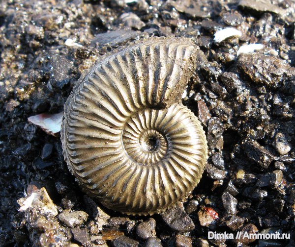 юра, Бронницы, оксфорд, Марково, Amoeboceras, верхний оксфорд, Amoeboceras alternoides, Oxfordian, Upper Oxfordian, Jurassic