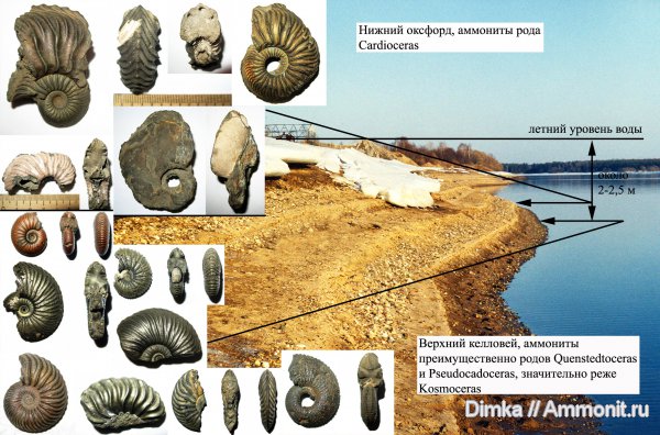 аммониты, юра, оксфорд, келловей, Кимры, р. Волга, Ammonites, Oxfordian, Callovian, Jurassic, Middle Jurassic