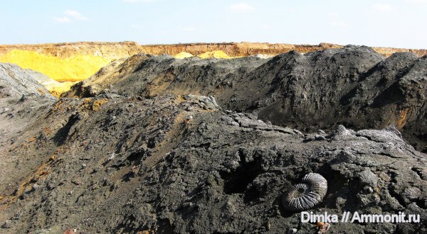 юра, Еганово, фосфориты, Jurassic