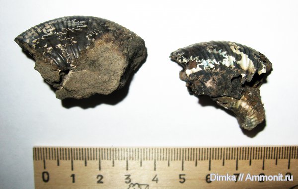 юра, Dorsoplanites, волжский ярус, Мневники, Dorsoplanites rosanovi, зона Virgatites virgatus, Volgian, Jurassic