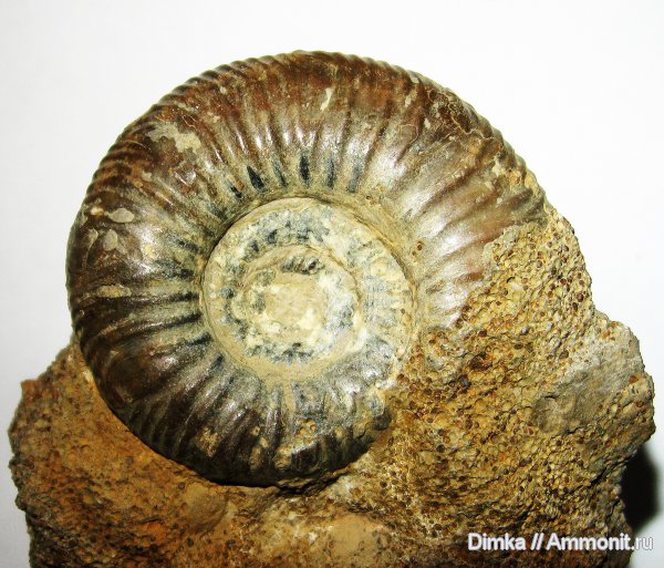 юра, нижний келловей, келловей, Никитино, Choffatia, Subgrossouvria, Callovian, Jurassic, Middle Jurassic, Lower Callovian