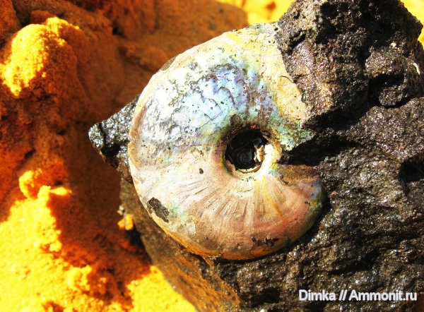 юра, волжский ярус, Garniericeras, Еганово, Garniericeras catenulatum, зона Craspedites subditus, Volgian, Jurassic