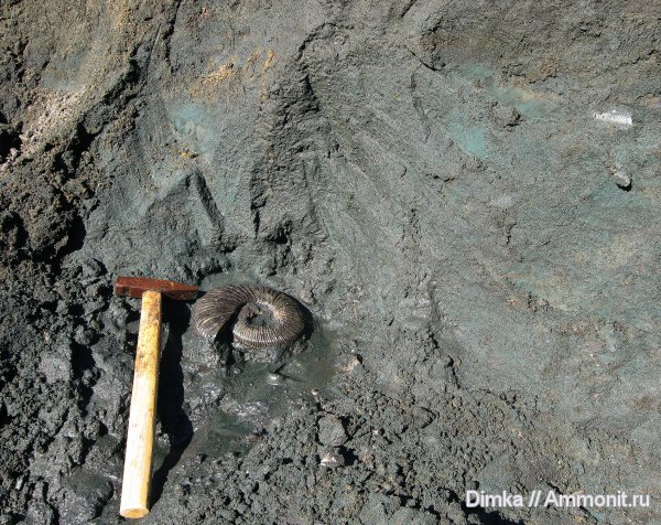 юра, Virgatites, волжский ярус, Еганово, Virgatites virgatus, зона Virgatites virgatus, Volgian, Jurassic