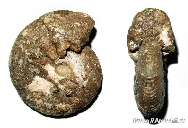 юра, келловей, средний келловей, Cadoceras, р. Унжа, Макарьев, Callovian, Jurassic, Middle Jurassic, Middle Callovian