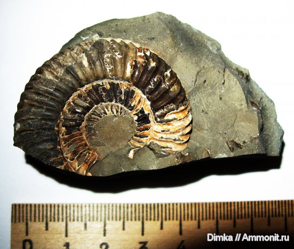 юра, Карачаево-Черкессия, Parkinsonia, лопастные линии, р. Малый Зеленчук, р. Большой Зеленчук, Jurassic