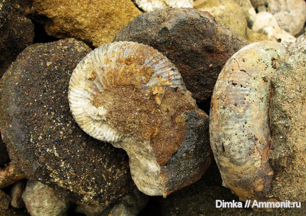 юра, Epivirgatites, Laugeites, Мостово-Василево, зона Epivirgatites nikitini, Jurassic