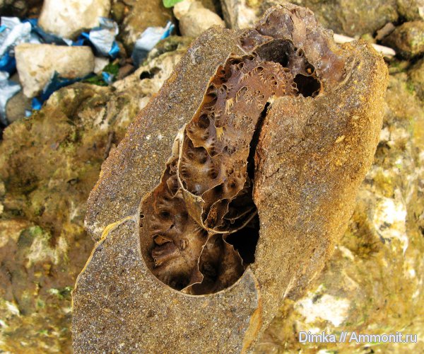 юра, волжский ярус, Laugeites, Мостово-Василево, зона Epivirgatites nikitini, Dorsoplanitidae, Volgian, Jurassic