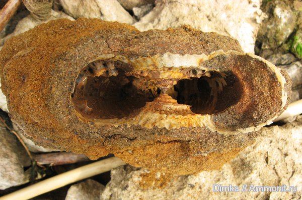 юра, волжский ярус, Epivirgatites, Мостово-Василево, зона Epivirgatites nikitini, Volgian, Jurassic