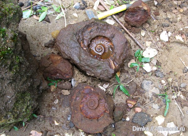 юра, волжский ярус, Epivirgatites, Мостово-Василево, зона Epivirgatites nikitini, Volgian, Jurassic