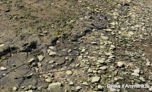 юра, келловей, Ярославская область, р. Волга, Рыбинск, Переборы, Callovian, Jurassic, Middle Jurassic