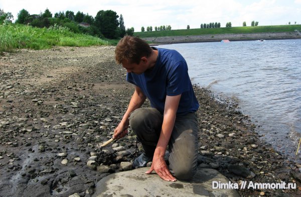 юра, келловей, Pseudocadoceras, р. Волга, Рыбинск, Переборы, Callovian, Jurassic, Middle Jurassic