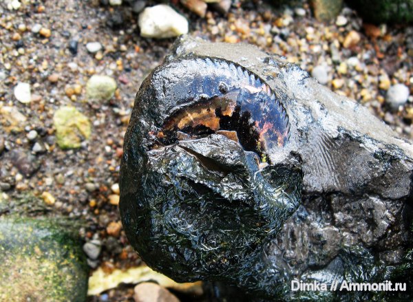 юра, волжский ярус, Craspedites, Рыбинск, Переборы, Volgian, Jurassic